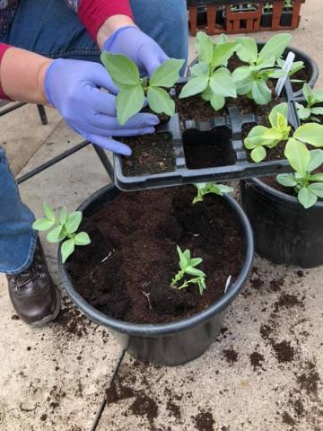 busy planting seeds
